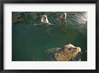 Framed British Columbia, Victoria, Harbor Seals, Oak Bay