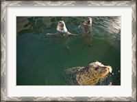 Framed British Columbia, Victoria, Harbor Seals, Oak Bay