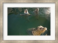 Framed British Columbia, Victoria, Harbor Seals, Oak Bay