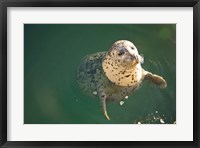 Framed Harbor Seals, Oak Bay, Victoria, British Columbia
