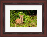 Framed Fawn, Sitka Black Tailed Deer, Queen Charlotte Islands, Canada