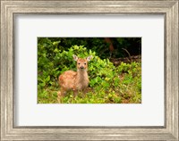 Framed Fawn, Sitka Black Tailed Deer, Queen Charlotte Islands, Canada