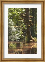 Framed Rainforest and Swamp, Queen Charlotte Islands, Canada
