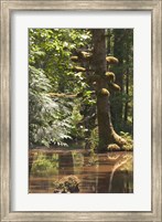 Framed Rainforest and Swamp, Queen Charlotte Islands, Canada