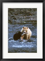 Framed Sow with Cub Eating Fish, Rainforest of British Columbia