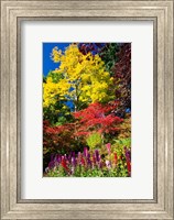 Framed Autumn Color, Butchard Gardens, Victoria, British Columbia, Canada