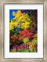 Framed Autumn Color, Butchard Gardens, Victoria, British Columbia, Canada