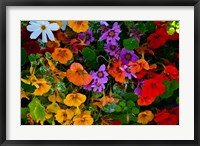 Framed British Columbia, Victoria, Flowerbox on House boats