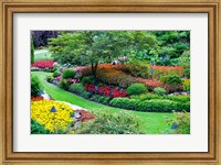 Framed Butchart Gardens in Full Bloom, Victoria, British Columbia, Canada