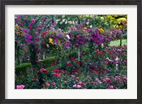 Framed Rose Garden at Butchard Gardens In Full Bloom, Victoria, British Columbia, Canada