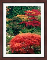 Framed View of Butchart Garden, Victoria, British Columbia, Canada