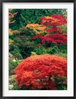 Framed View of Butchart Garden, Victoria, British Columbia, Canada