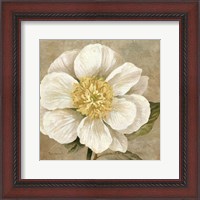 Framed Up Close Cream Rose