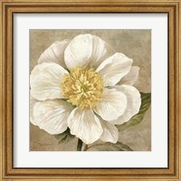 Framed Up Close Cream Rose