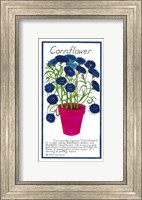 Framed Cornflower