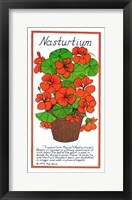Framed Nasturtium