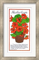 Framed Nasturtium