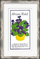 Framed African Violet