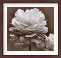 Framed Sepia Blossoms II