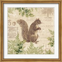 Framed Woodland Trail III (Squirrel)