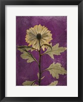 Framed Chrysanthemum Purple II