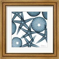 Framed Starfish 2