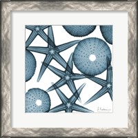 Framed Starfish 2