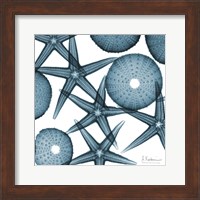 Framed Starfish 2