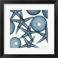 Framed Starfish 2