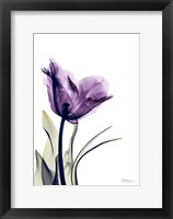 Framed Tulip Dream