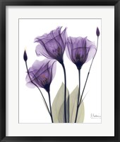 Framed Gentian Hope