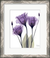 Framed Gentian Hope