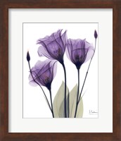 Framed Gentian Hope