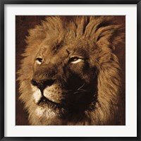 Framed Lion 2