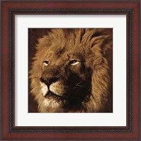 Framed Lion 2