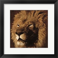 Lion 2 Framed Print