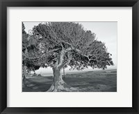 Framed One Tree BW
