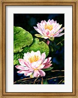 Framed Waterlily Reflections