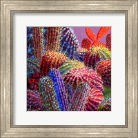 Framed Barrel Cactus 4