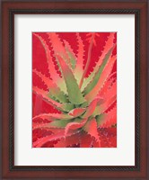 Framed Red Agave