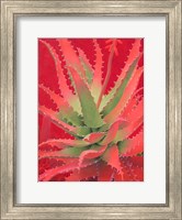 Framed Red Agave