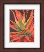 Framed Sunset Agave