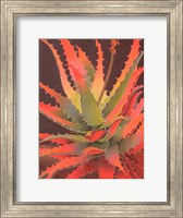 Framed Sunset Agave