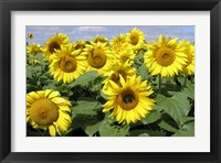 Framed Sunflower 21