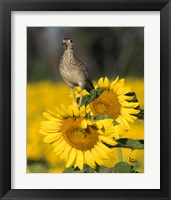 Framed Sunflower 54