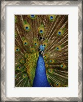 Framed Peacock