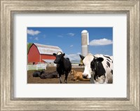 Framed Cows, red barn, silo, farm, Wisconsin