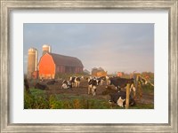 Framed Holstein dairy cows outside a barn, Boyd, Wisconsin