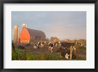 Framed Holstein dairy cows outside a barn, Boyd, Wisconsin
