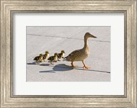 Framed Mallard hen and ducklings in Madison, Wisconsin